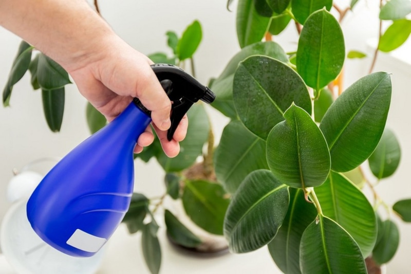 Секрет ухода растений: питание через простые средства