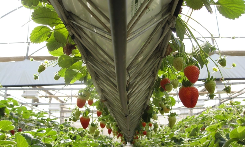 Тепло в запасе: энергия для урожая