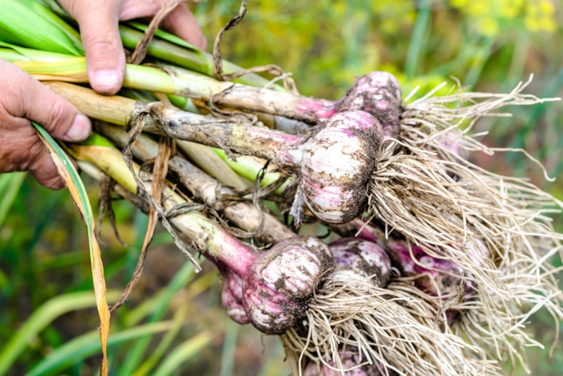 Точка зрелости: сигнал готовности чеснока