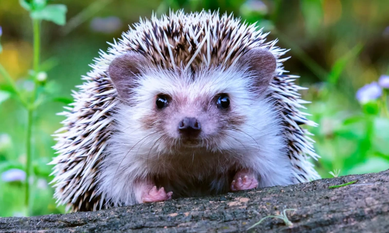 Скрытые возможности природы: слух выходит за границы