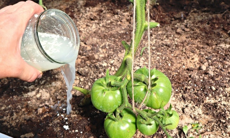 Скрытая сила простого продукта: урожай меняется заметно