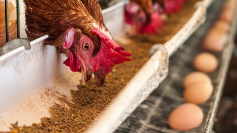 Питание меняет результат: продуктивность растет стабильно