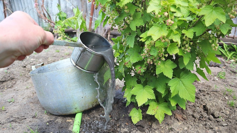 Сладость зависит от начала: уход решает результат