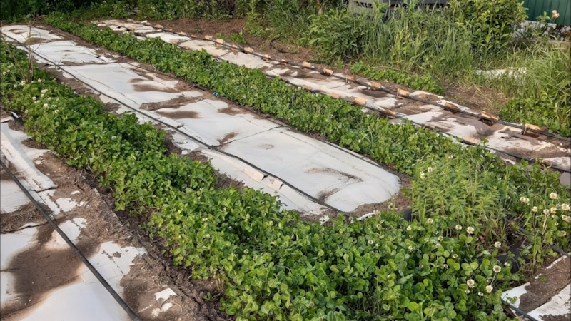 Природа работает сама: участок очищается без усилий