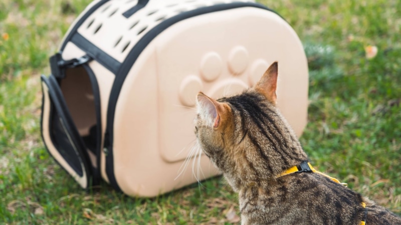 Выбор влияет на состояние: комфорт важнее перемен