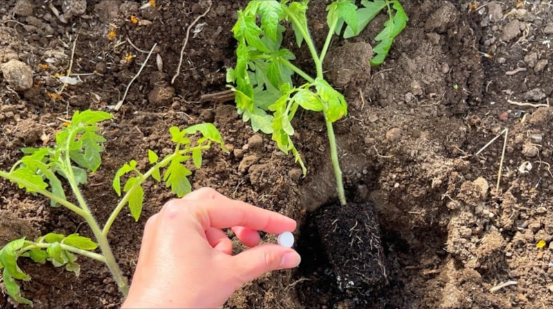 Секрет роста: сила простой добавки