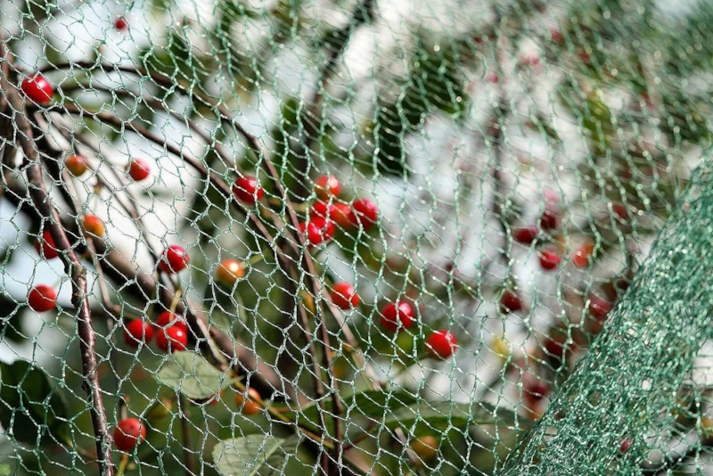 Урожай под угрозой: защита требует хитрости