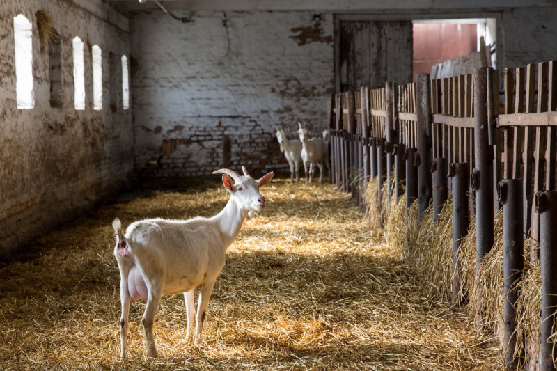 Неприхотливые животные помогают быстрее выйти в прибыль