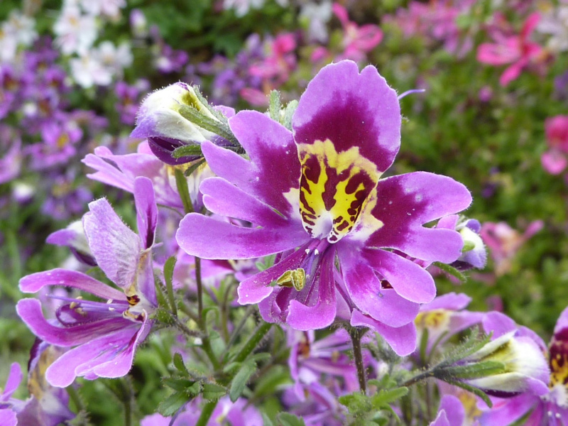 Схизантус цветет до заморозков и напоминает ярких тропических бабочек