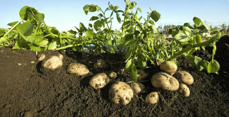 Крупные клубни и старые семена незаметно снижают урожай картофеля