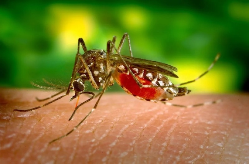 Опасность скрывается в наклоне: комар выдает себя позой