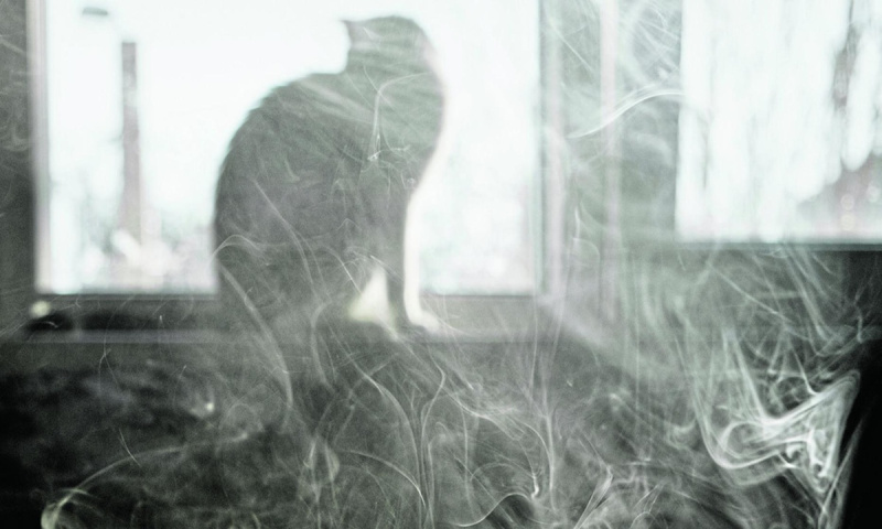 Сигаретный дым в доме отравляет питомцев через воздух, шерсть и поверхности
