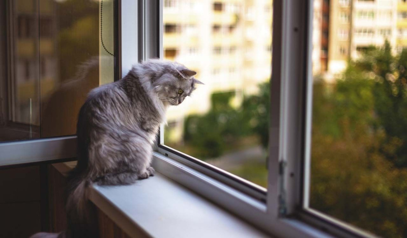 Открытое окно без защиты может стать смертельной ловушкой для кошки
