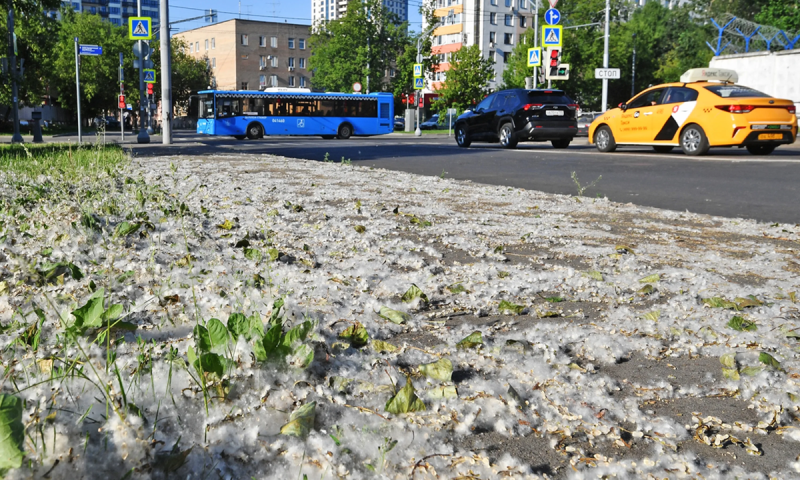 Тополиный пух переносит аллергены и может быстро воспламеняться