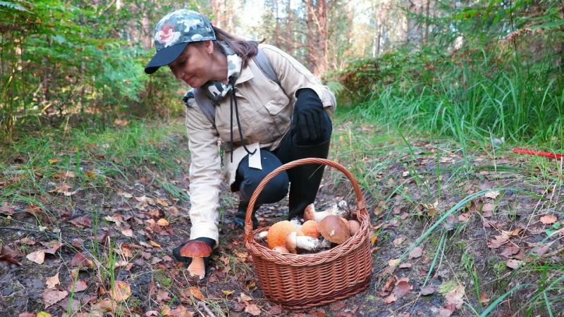 Летние грибы лучше искать после дождей в проверенных местах