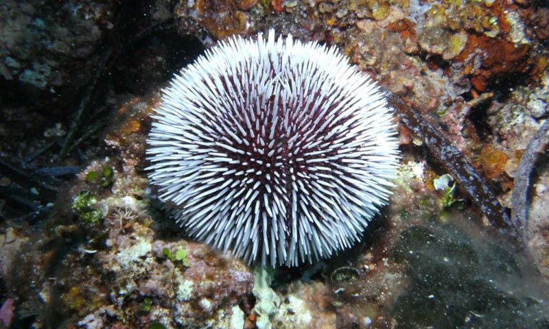 Самые круглые животные чаще живут в воде, а не на суше