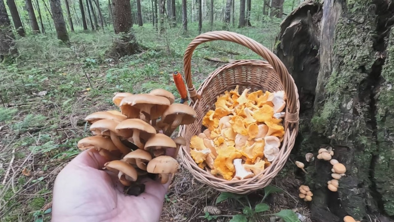 Опята собирают на пнях, отваривают, маринуют, замораживают и проверяют по признакам