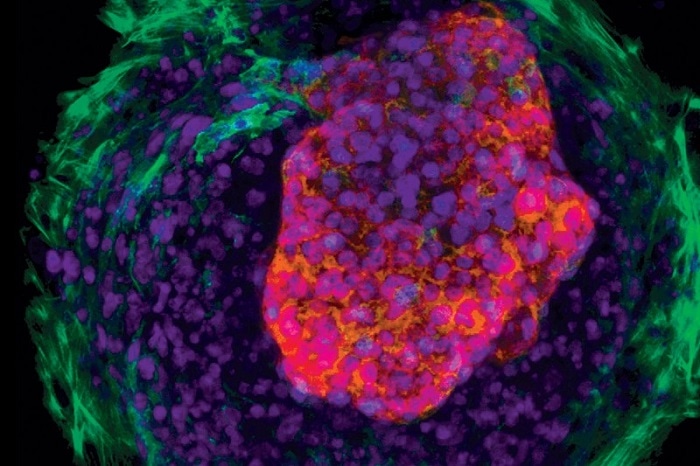 Ученые вырастили сердце человека в лабораторных условиях - 24СМИ