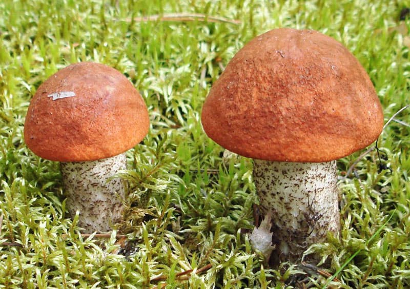 Какие съедобные грибы растут