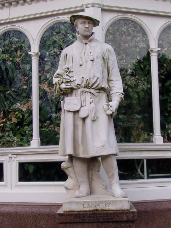 Памятник Карлу Линнею