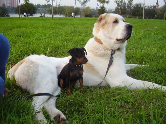 Алабай собака фото с человеком щенок