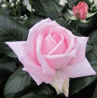 Самые Красивые Розы В Мире Фото Букеты