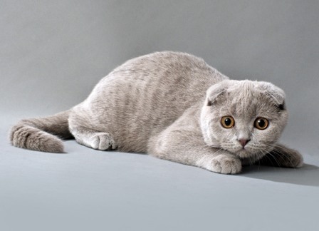 Породы кошек с фотографиями и названиями пород по алфавиту
