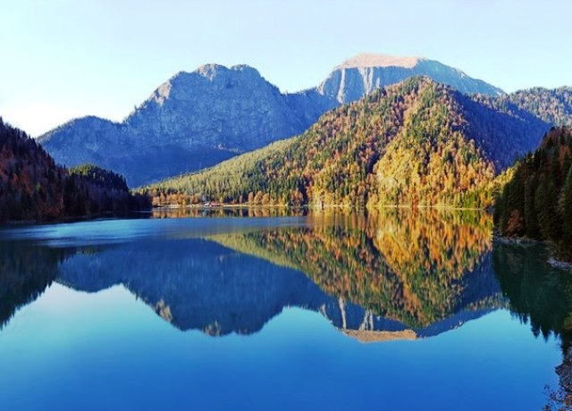 Самшит в абхазии фото