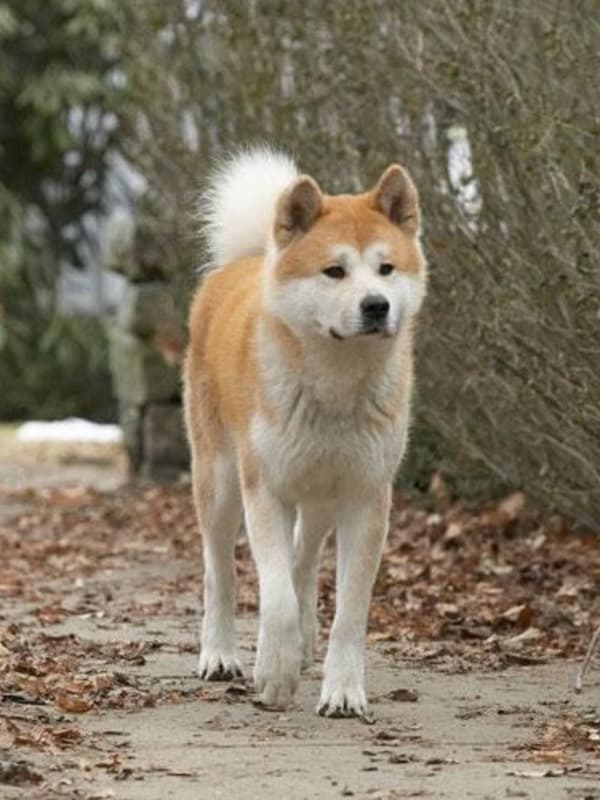 Собака похожая на акиту. Хатико. Акита ину осень. Хатико фото. Хатико 1925.